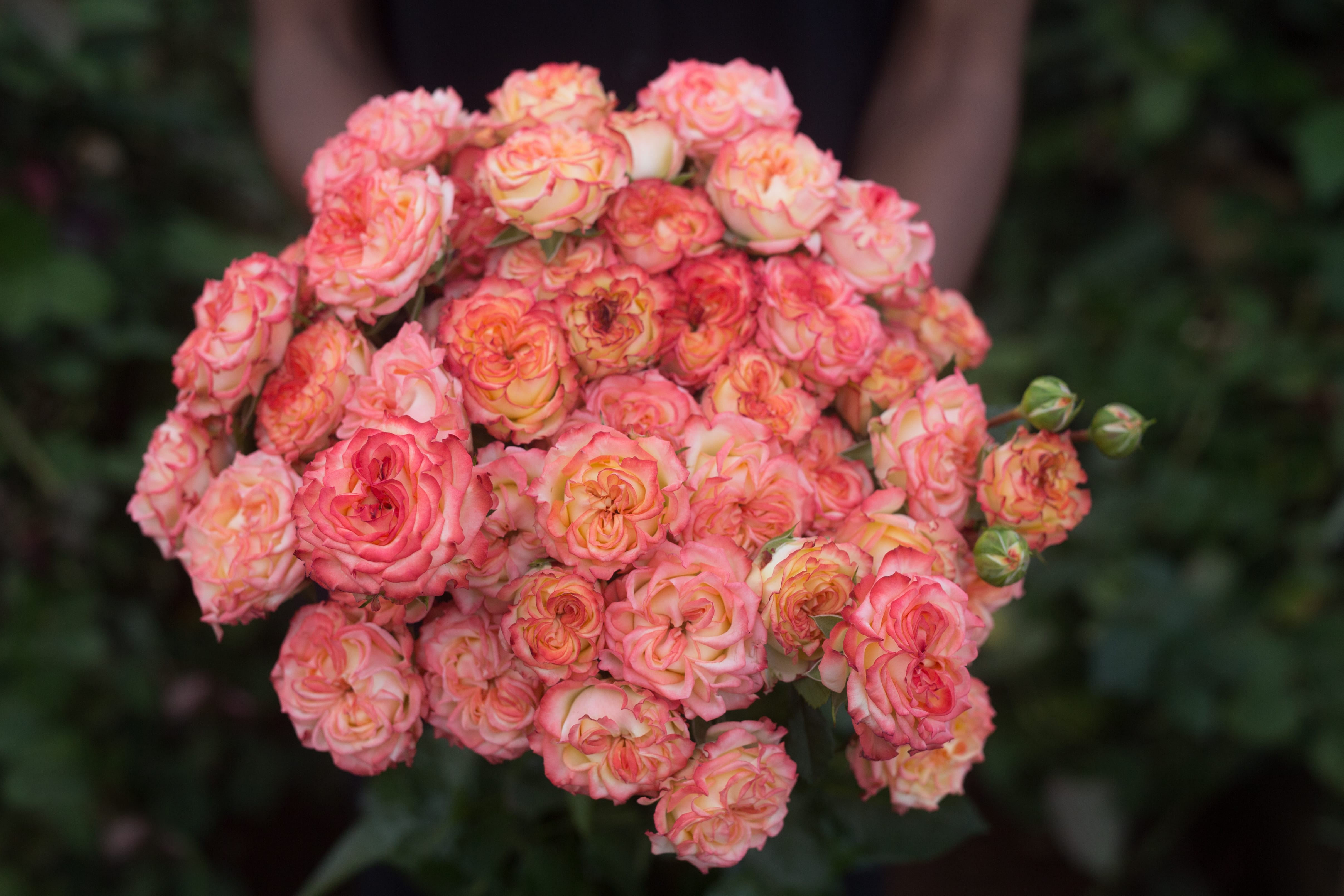 ROSE BR. SHOW FLOW 50